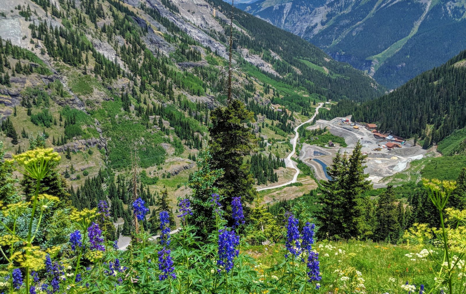 ouray-jeep-tour-governor-basin-lupine