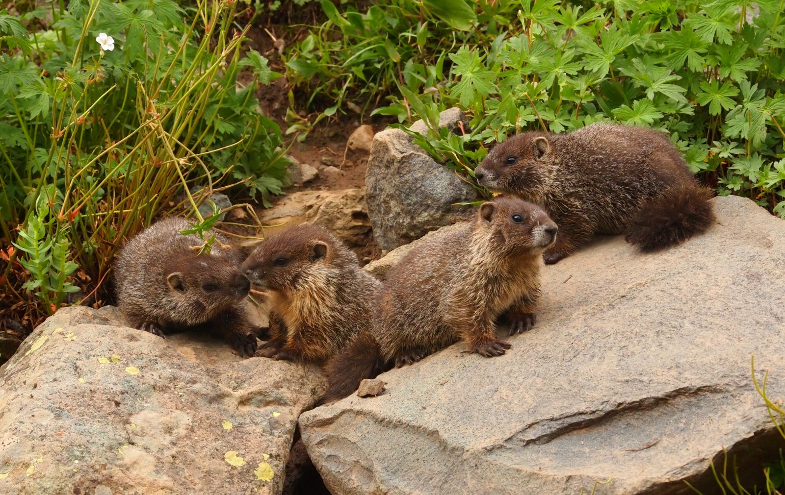 colorado-wildlife-ouray-marmots