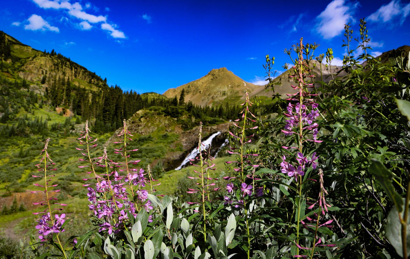 wildflowers-yankee-boy-summer-ouray-jeep