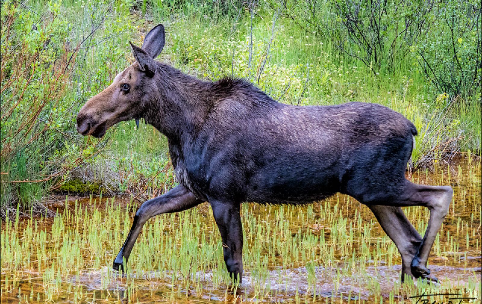 wildlife-moose-south-mineral