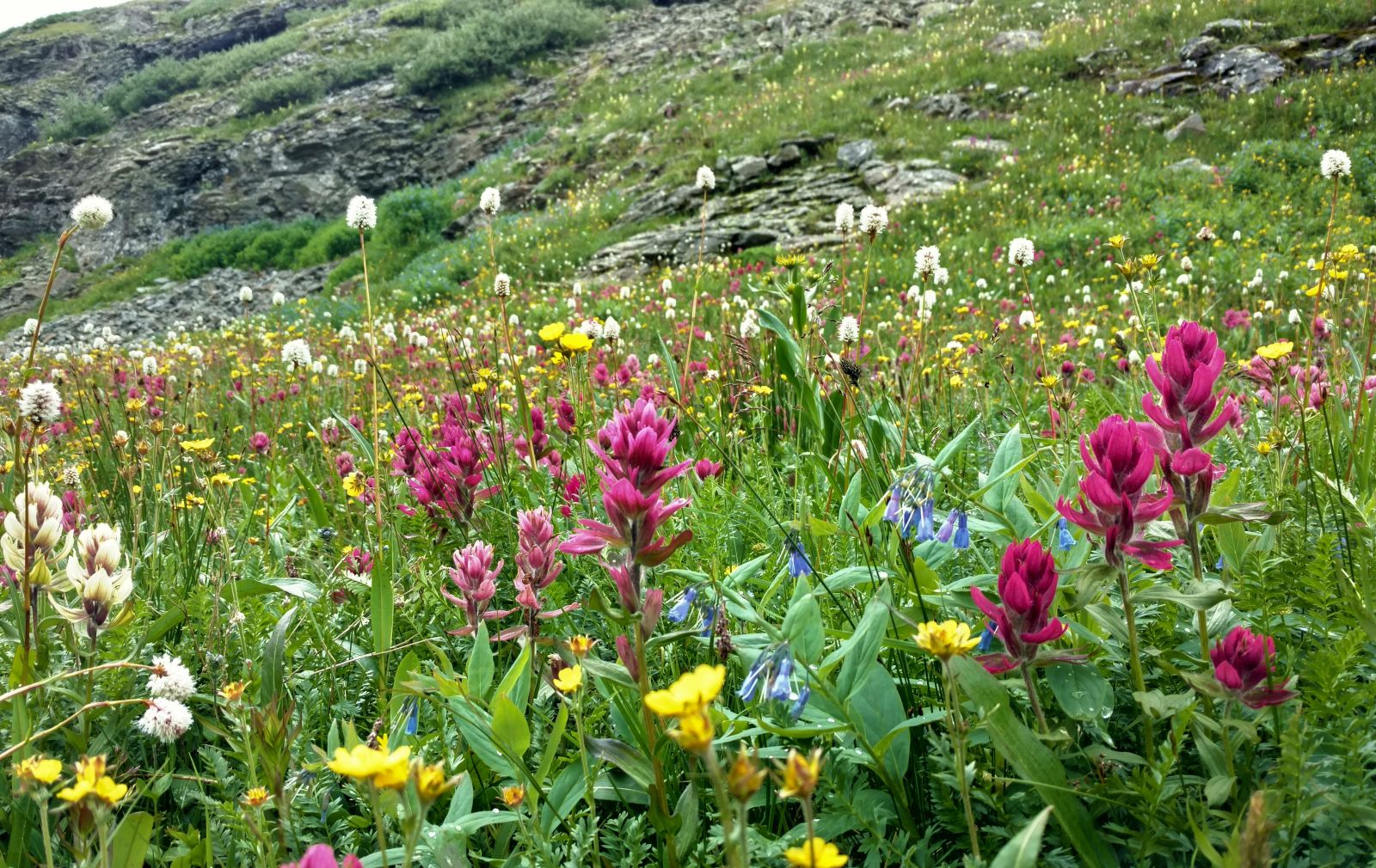wildflowers-ouray-jeep-tour