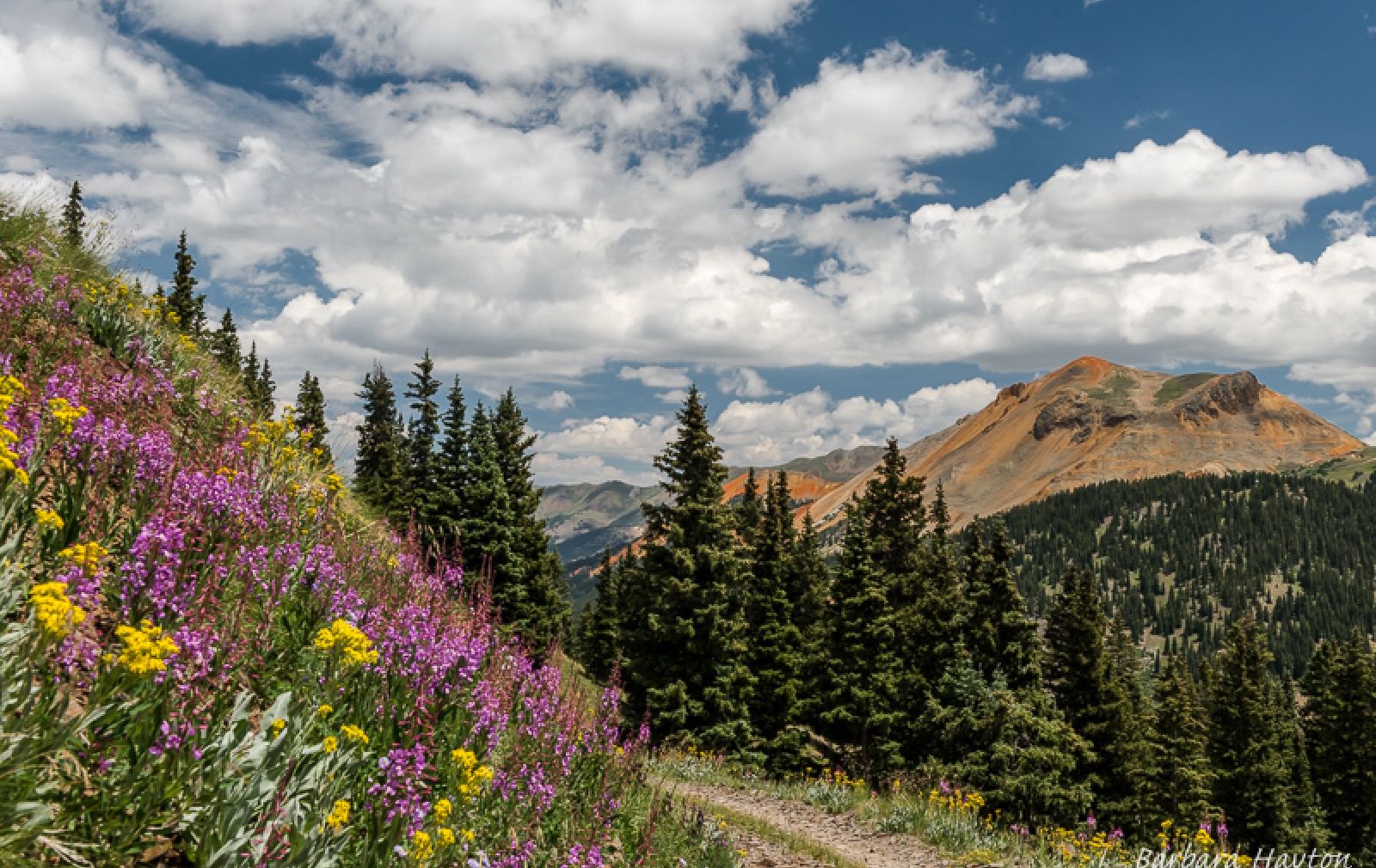 black-bear-pass-wildflowers