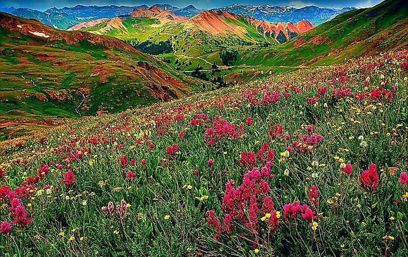corkscrew-wildflowers-jeep-ouray
