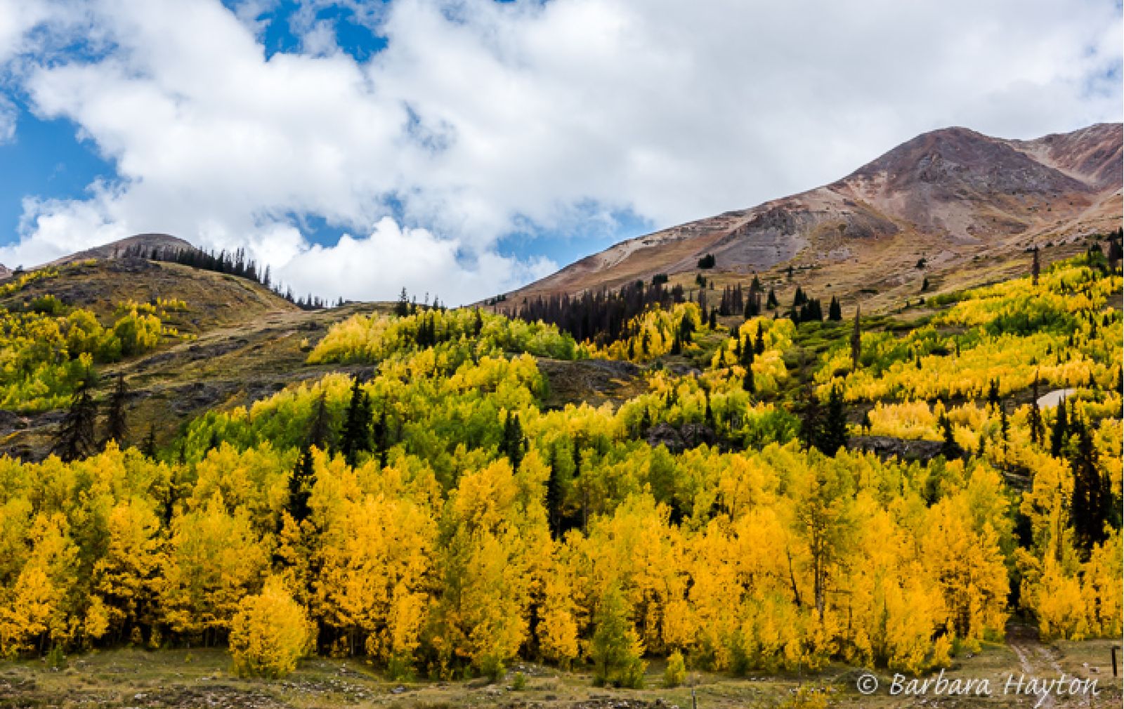 Fall Color Cinnamon Pass