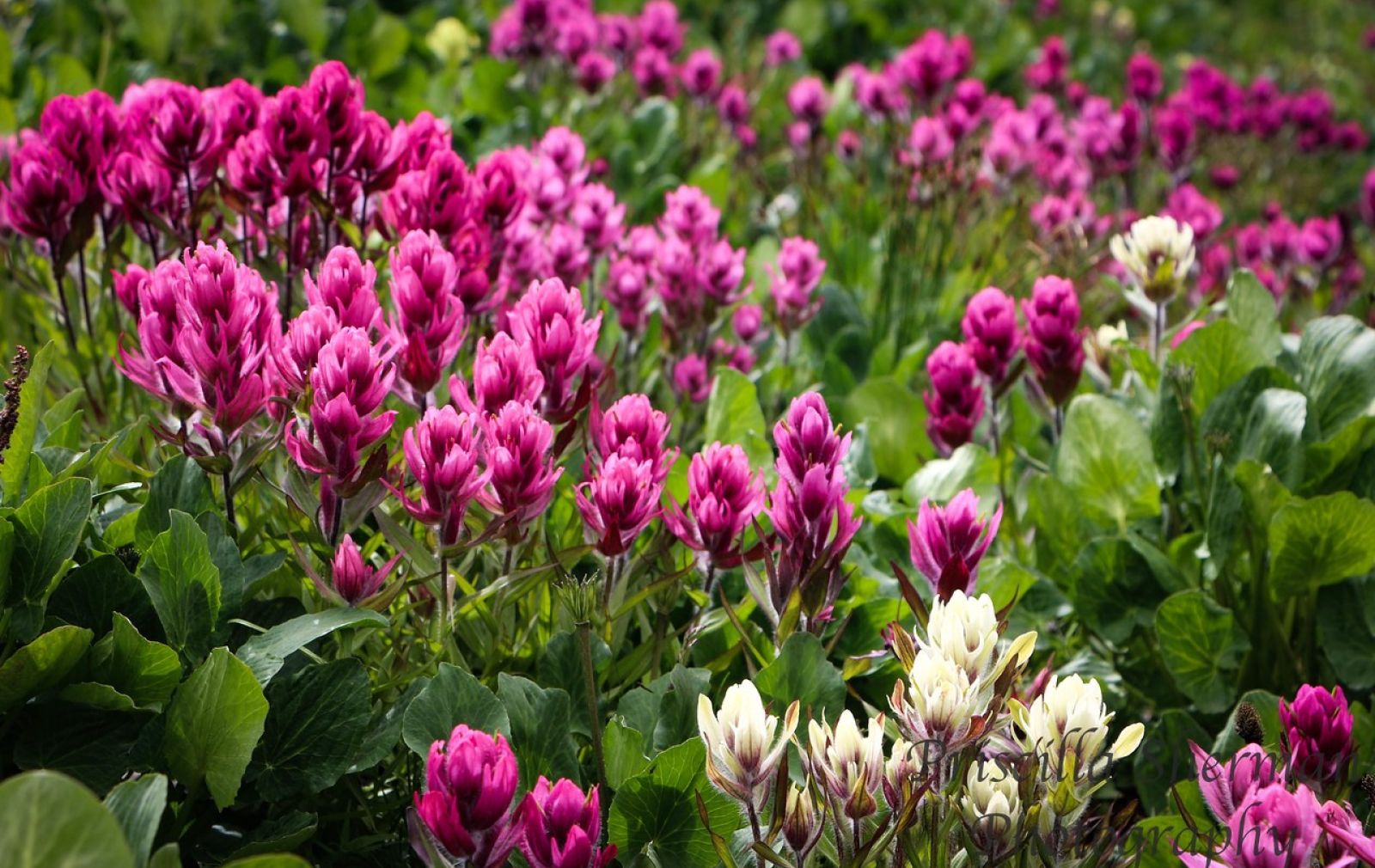 ouray-wildflowers-governor-basin