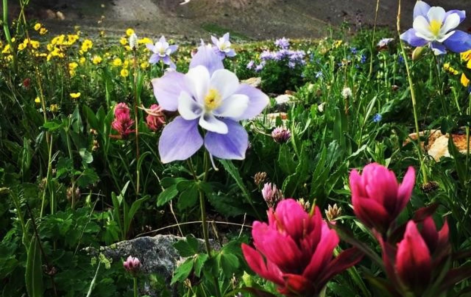 imogene-columbine-wildflowers-ouray