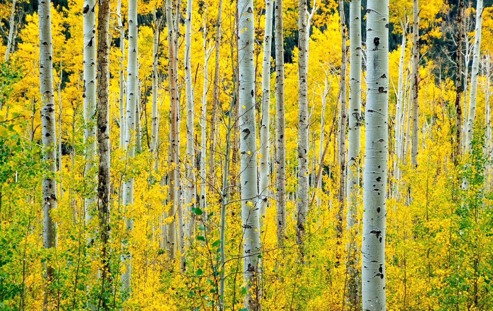 aspens-ouray-jeep-adventure