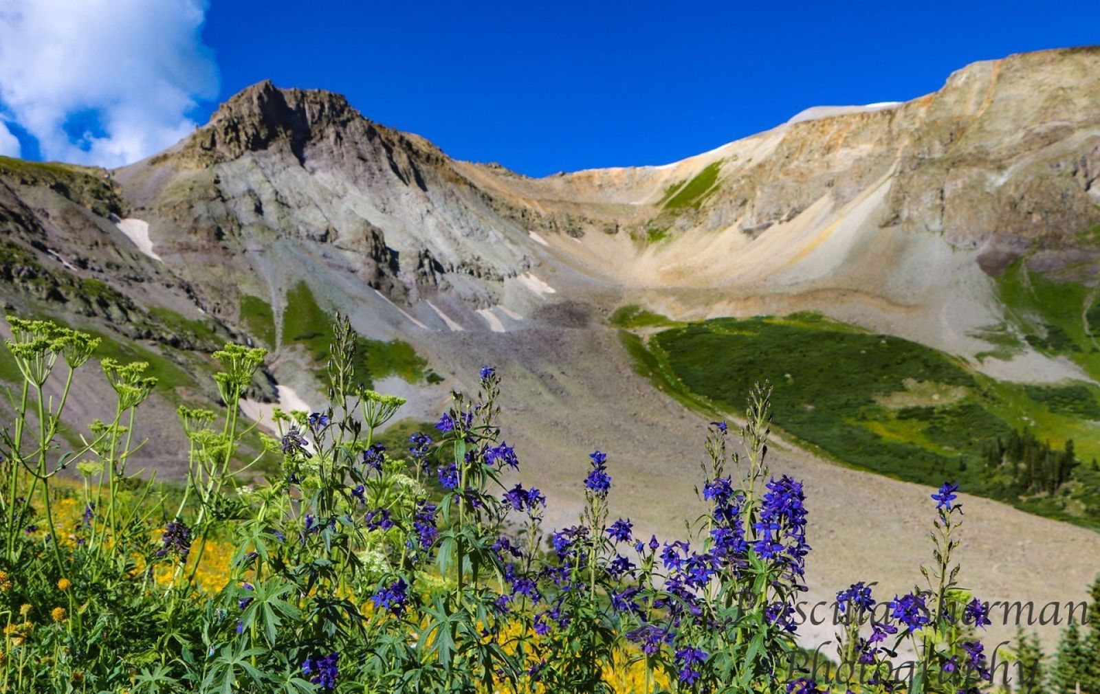 imogene-pass-wildflowers-lupine