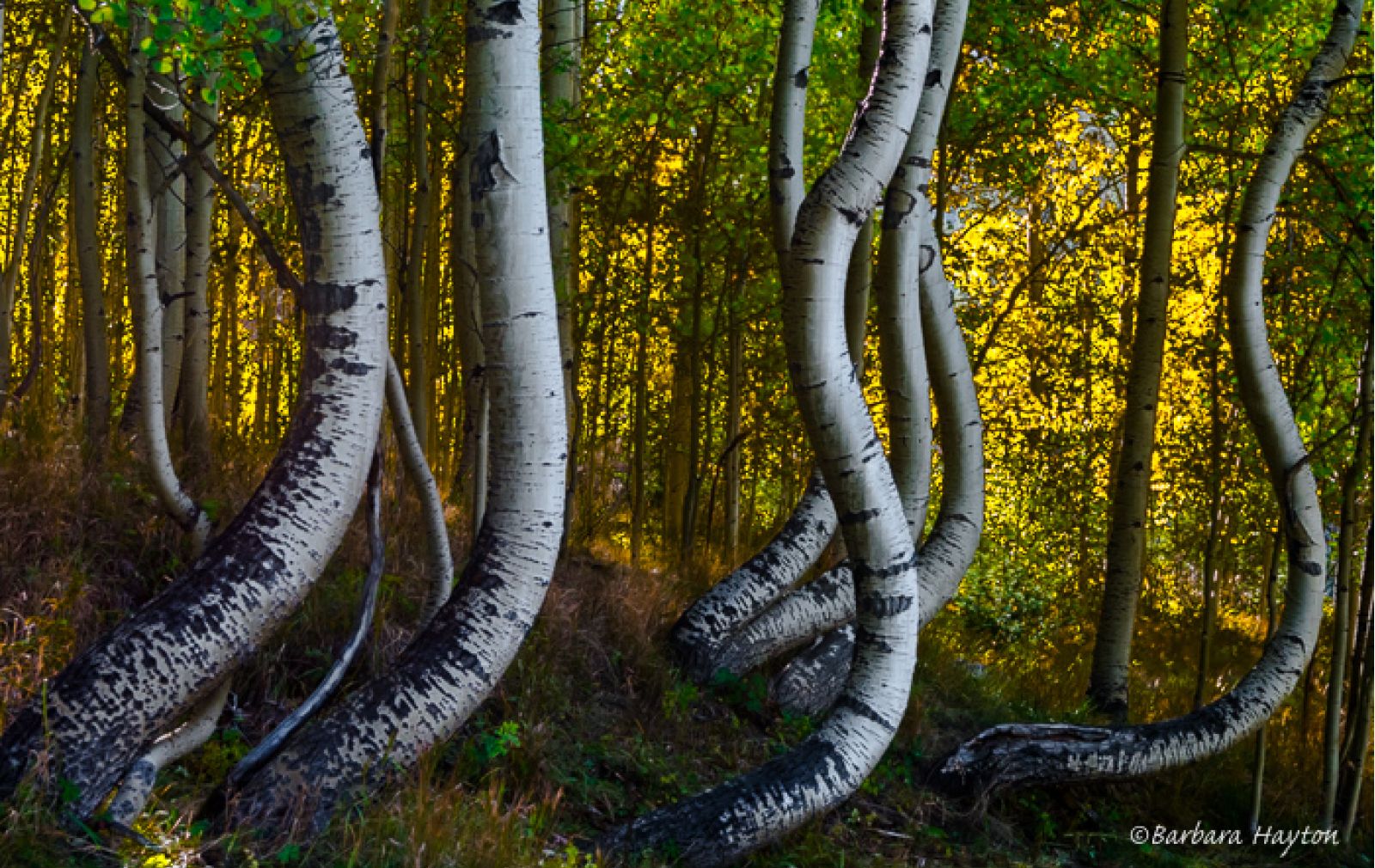 aspen-photography-alta