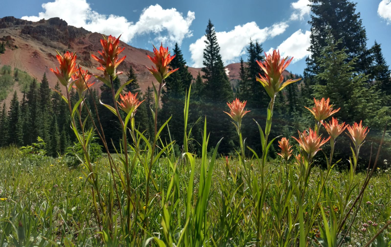 corkscrew-jeep-ouray-paintbrush