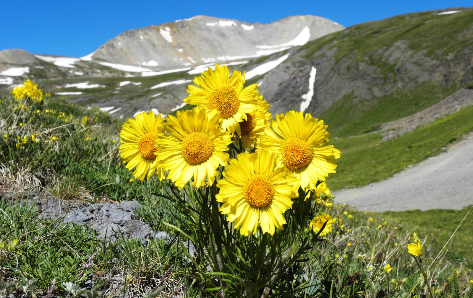 ouray-wildflowers-black-bear-pass