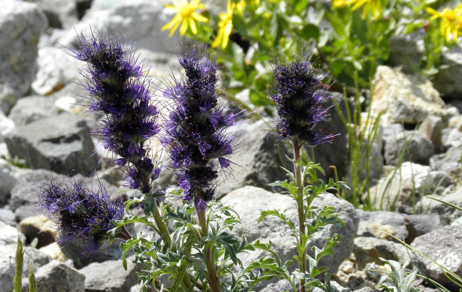 imogene-wildflowers-switzerland-of-america-jeep